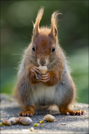 animalisch167