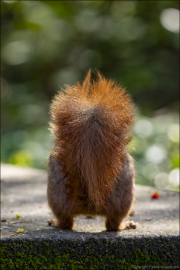 animalisch168