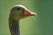 animalisch169