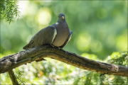 animalisch171