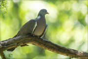 animalisch172