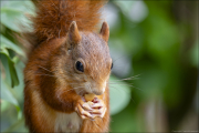 animalisch175