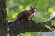 animalisch177