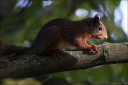 animalisch178