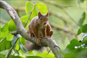 animalisch179