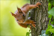 animalisch180