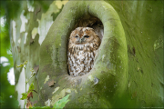animalisch183