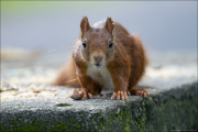 animalisch195