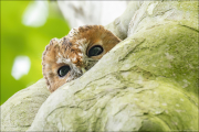 animalisch197