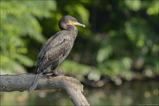 animalisch203