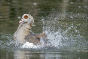animalisch205