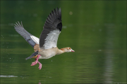animalisch207
