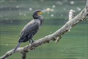 animalisch209