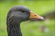 animalisch211