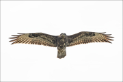 animalisch213