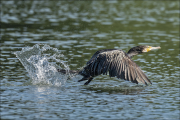 animalisch214