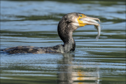 animalisch216
