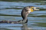 animalisch217