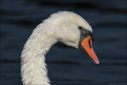 animalisch218