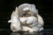 animalisch219