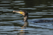 animalisch220