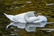 animalisch221