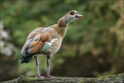 animalisch222