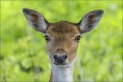 animalisch223