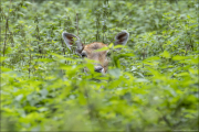 animalisch224