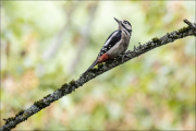 animalisch227