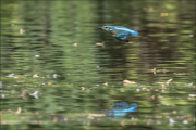 animalisch228