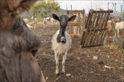 animalisch232