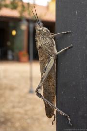 animalisch233
