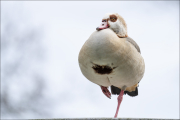 animalisch236