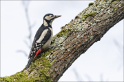 animalisch238