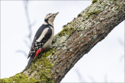 animalisch239