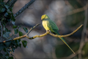 animalisch242