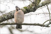 animalisch245