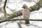 animalisch246
