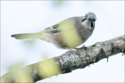 animalisch249