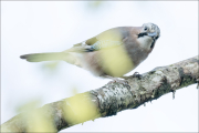animalisch250