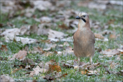 animalisch251