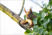 animalisch254