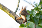 animalisch255
