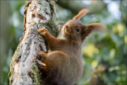animalisch256