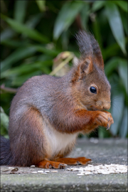 animalisch257