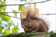 animalisch258