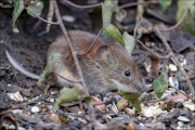 animalisch261
