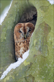 animalisch268