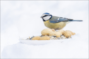 animalisch272